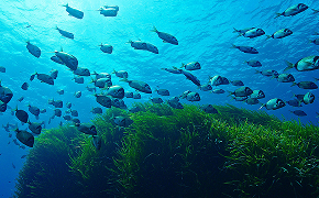 Programa integral d’activació laboral